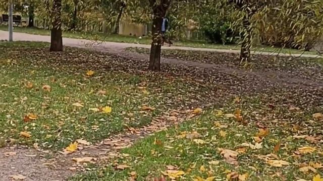 Птицы в городе-5.Путешествие уток.Travel ducks. Country music🎶 смотреть онлайн