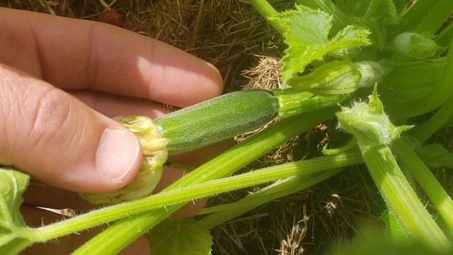Top 5 Veggies To Grow This Year - Garden Quickie Episode 36 смотреть онлайн