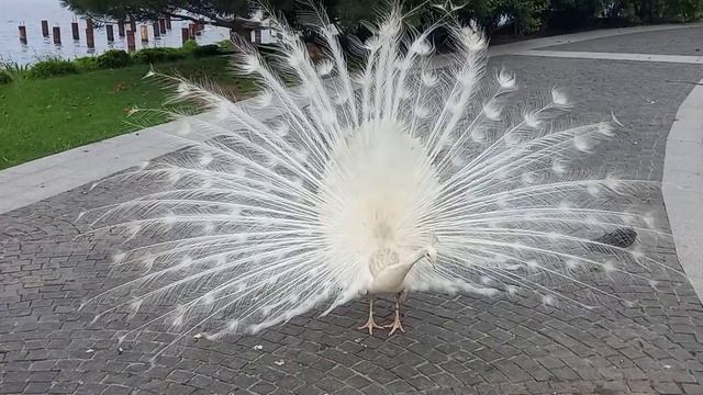 Агрессивный белый павлин устроил разборки / Aggressive white peacock made attack смотреть онлайн