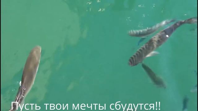 С вареницем, Мария! смотреть онлайн