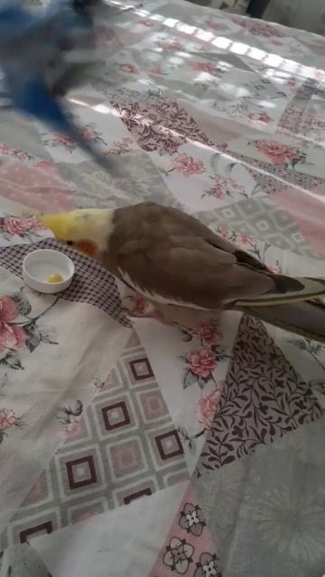 Сделать "ноги"🐥🤩😂 смотреть онлайн