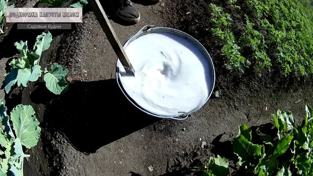 Подкормка капусты мелом, раскисление смотреть онлайн