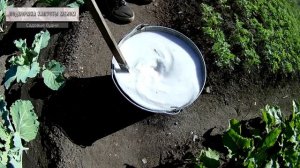 Подкормка капусты мелом, раскисление