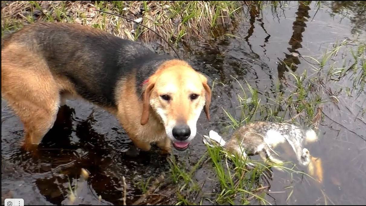 Сам добыл зайца.Русская гончая Аргон ВПКОС 6351/22 вл. Шатров В.А.#охотасгончей#собака#топ#hunting смотреть онлайн