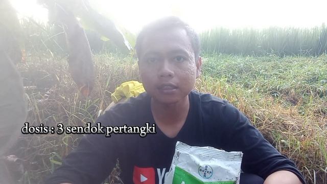 2024 ! OBAT JAMUR PADI YANG AMPUH UNTUK MENGATASI PATAH LEHER ATAU POTONG LEHER DI FASE VEGETATIF смотреть онлайн