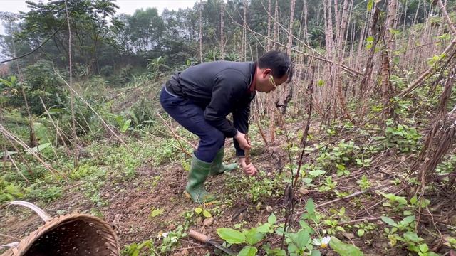 Selling wild boar at the farm, customers choose the breed themselves смотреть онлайн
