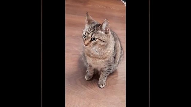 VLOG типичный день школьника смотреть онлайн