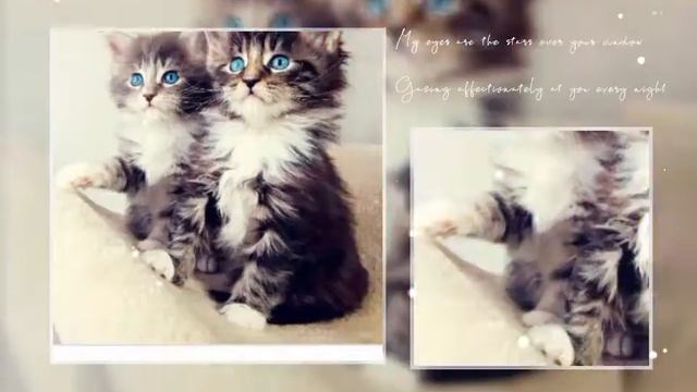 знаки зодиака тема: животние