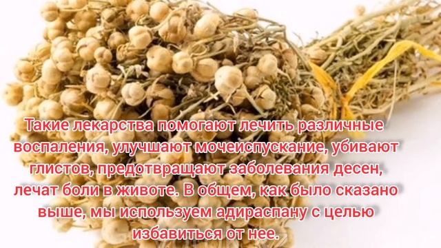 АДЫРАСПАН УЛЫ ШӨП😱 #адыраспан #емдікшөп #улышөп #емдеу #аластау #тұмау #ревматизм #халықемі смотреть онлайн