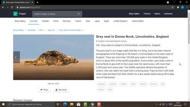 Grey seal in Donna Nook, Lincolnshire, England смотреть онлайн