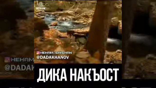 Дик накъост смотреть онлайн
