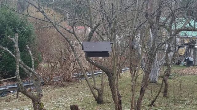Bird feeder in the garden. Tits eating. Синицы едят из кормушки смотреть онлайн