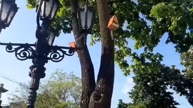 Красивый птичий домик в Одессе (на жестовом языке). смотреть онлайн