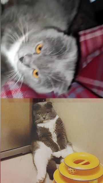 Марсюшенька - Душенька 🐱 смотреть онлайн