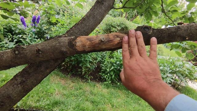уход за старым садом смотреть онлайн