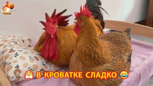 Старый Петух с Курицей улеглись в кроватку кошек ❣️🤗😂