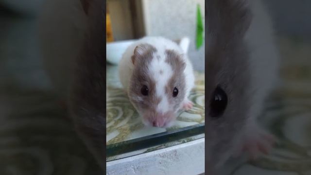 хомяк ест кислую капусту смотреть онлайн