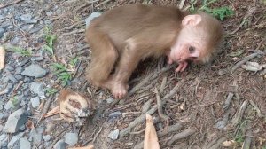 Повседневная жизнь обезьяны Cubi