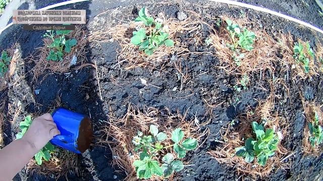 Подкормка клубники зеленым удобрением во время цветения смотреть онлайн