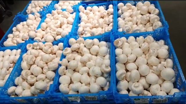 Елецк! Логово Насти, её кабинет, где были, что купили магазины, цены, всё подрат от ребят ! смотреть онлайн