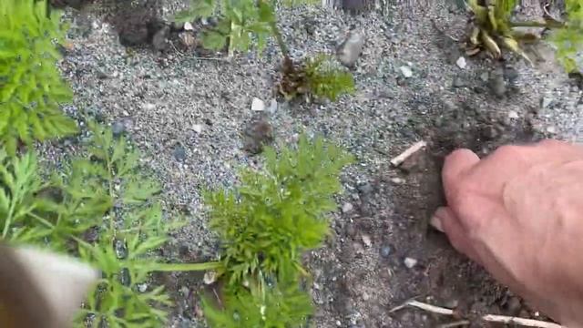 Урожай моркови в сендвич гряде. Без лишних усилий и Инструментов смотреть онлайн