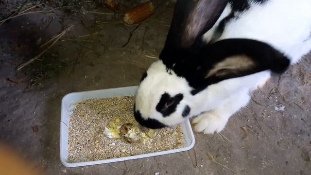 Строкач детоубийца на перепелинных яйцах. Немецкий пёстрый великан. смотреть онлайн