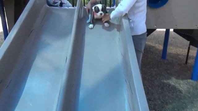 Hulk Mama Attacks kid and Pup смотреть онлайн