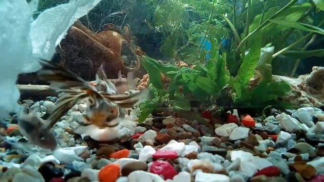 Вкусная креветка смотреть онлайн