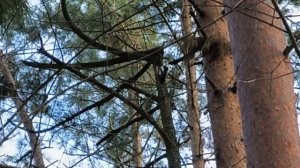 Дятел в лесу, стучит по дереву