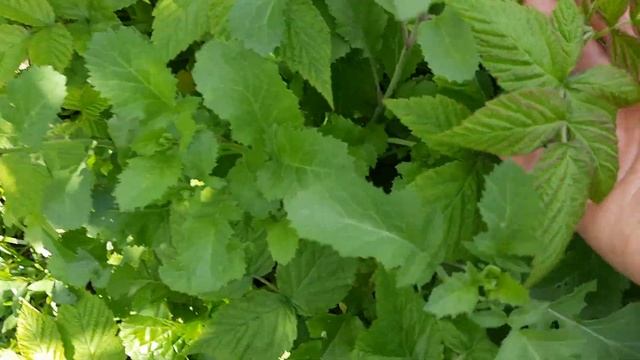 078 Помидоры вместо клубники, горчица промежуточная культура. смотреть онлайн