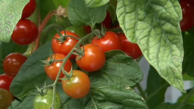 Baby plum Tomato and Cherry Tomato, Nature Choice Sat. Fresh Produce смотреть онлайн