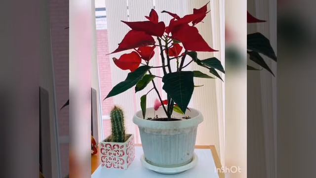 Подготовка к Новому году в школе! смотреть онлайн