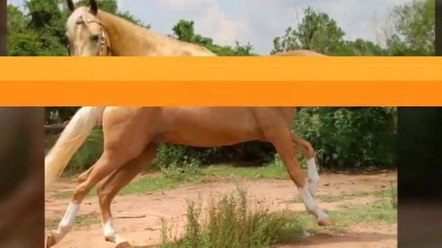Паломино. Читать описание. смотреть онлайн