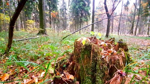 289. Дневник погоды 17.10.22 Железнодорожный смотреть онлайн