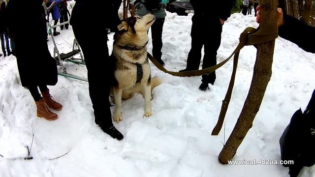 13 часть, #Winterdogfest 2019, Харьков, Лесопарк, 02022019, собаки смотреть онлайн