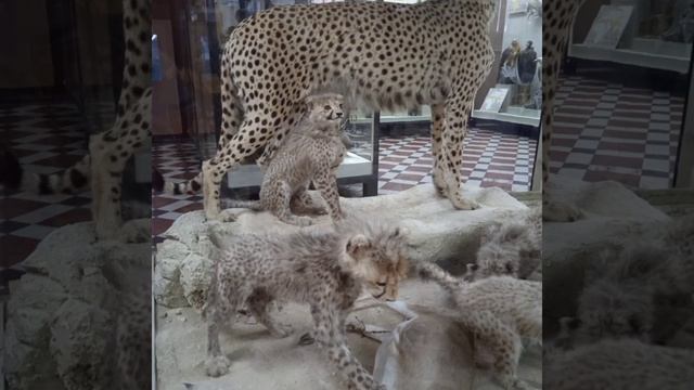 приехали в зоологический музей 🦁🐸🐰🦊🐷🐻🐔🐸🐧🐦🐗🐴🐝🦉🦇🐌🐢🐍🦎🦖🦕🦀🦂🐋🦌🦛🐪🦒🦘🐘🐄🐂🦚🐓🦢🦜🦢🐕🦢🦥🐓🦮🐩🦮🐿🐀🦔 смотреть онлайн