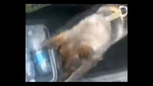 Кинолог Мурат