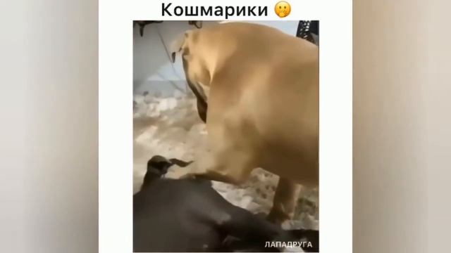 Пушистики 11. Смешные Коты, кошки и котята!!! смотреть онлайн
