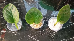 Укоренение.Результаты. Мох. Перлит, Вода