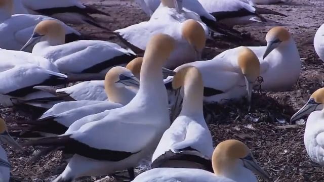 Живая природа.mp4 смотреть онлайн