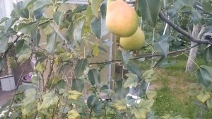 груша Кудесница.