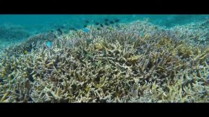 Живая вода с острова Окинава