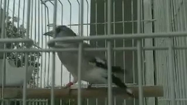 Пение щегла (седоголовый) смотреть онлайн