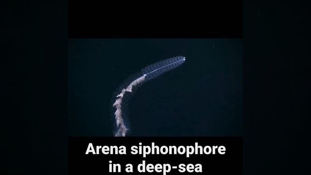 Arena siphonophore, one of the rarest living organisms in a deep-sea. #shorts #rare #jellyfish #sea смотреть онлайн