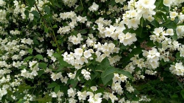 Ищейка 5 сезон 3-4 серия