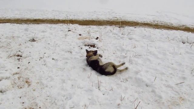 выгрузка навоза смотреть онлайн