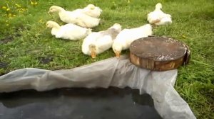 Водоем для гусей своими руками