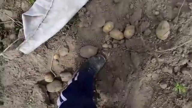 Урожай картофеля 2018 сорт Тайфун,размер как человеческая стопа смотреть онлайн