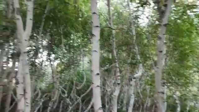 Любимый Казахстан Корнеевка (танцующие березы)18 августа 2022 г. смотреть онлайн