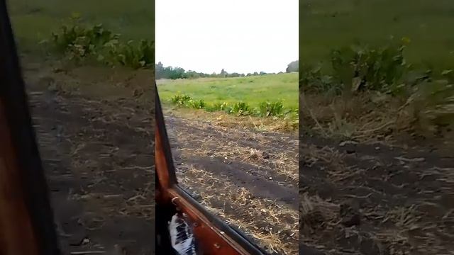 Т - 25 А в работе . Сбор мешков с картошкой смотреть онлайн